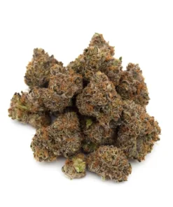 Gelato 41