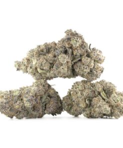 Animal Runtz Cannabis Kaufen