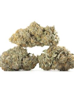 Biscotti Sherbet Premium Hybrid Cannabis Kaufen