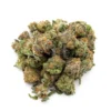 GMO x Mai Tai