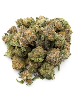 GMO x Mai Tai