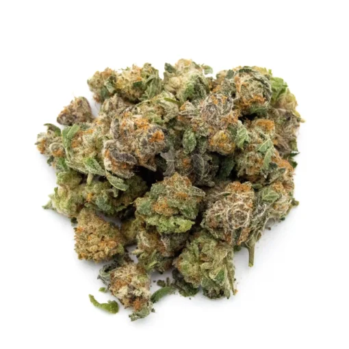 GMO x Mai Tai