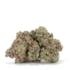 Cannabis Sativa