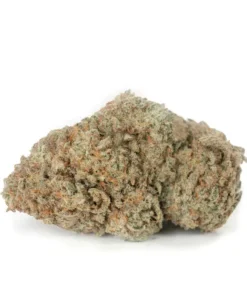Frosted Gelato – Premium Hybrid Cannabis Kaufen